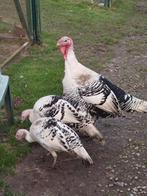 Trio raszuivere Cröllwitzer kalkoenen., Dieren en Toebehoren, Pluimvee, Meerdere dieren, Kip