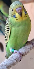 Parkieten om tam te maken, Geslacht onbekend, Parkiet, Geringd