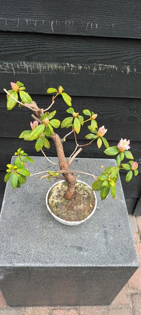 BONSAI RHODODENDRON, Bloeit niet, Halfschaduw, Minder dan 100 cm, Overige soorten