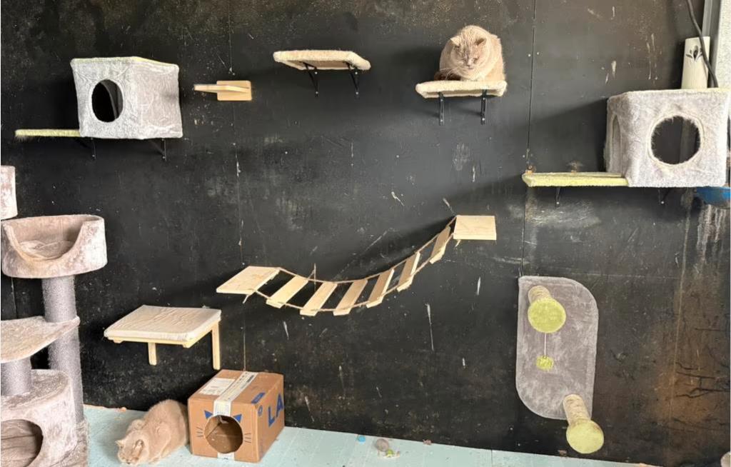 kattenklimmuur, Ophalen, Zo goed als nieuw