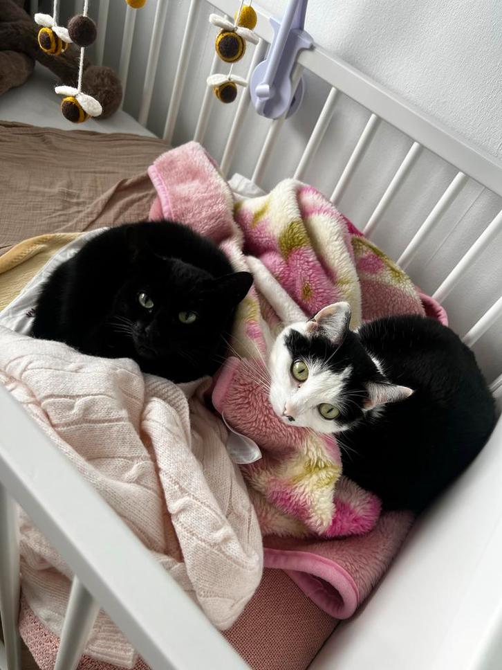 2 lieve poezen zoeken nieuw baasje!, Dieren en Toebehoren, Katten en Kittens | Overige Katten, Kortharig, Poes, 6 jaar of ouder