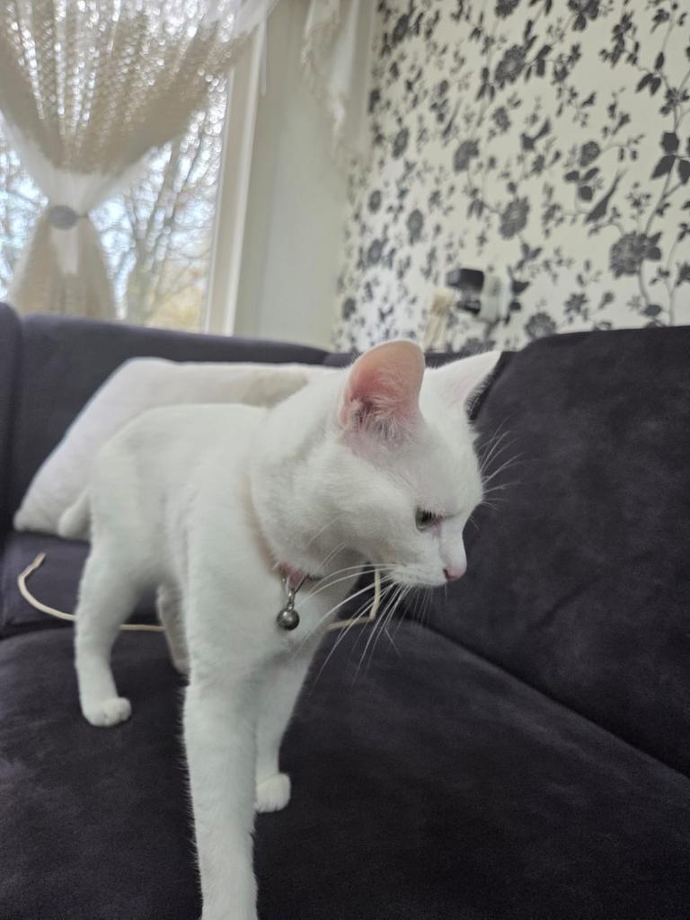 Moederkat met 2 jonge katten, Poes