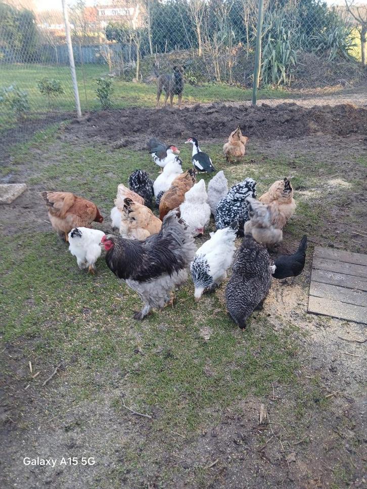 Brahma broedeieren, Dieren en Toebehoren, Pluimvee, Kip, Geslacht onbekend