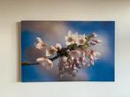 Bloesemtak op blauwe achtergrond - Canvas Print, Antiek en Kunst, Kunst | Schilderijen | Abstract, Ophalen of Verzenden