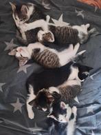 Kittens te koop, Dieren en Toebehoren, Katten en Kittens | Overige Katten