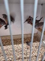 Spitstaarten, Dieren en Toebehoren, Meerdere dieren, Tropenvogel