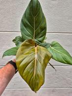 Philodendron Summer Glory p12, Ophalen of Verzenden, Overige soorten, Minder dan 100 cm