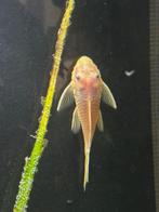 Ancistrus koppel Blue Eyes/Bruin, Vis, Zoetwatervis