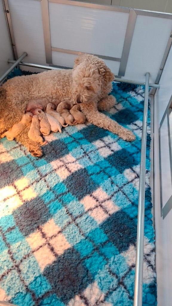 Labradoodle pups medium, Dieren en Toebehoren, Honden | Retrievers, Spaniëls en Waterhonden, Meerdere dieren, Overige rassen, Particulier