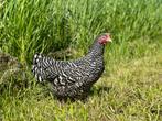 Jonge tamme Amrock kriel kippen gesekst & ingeënt, Dieren en Toebehoren, Pluimvee, Vrouwelijk, Kip