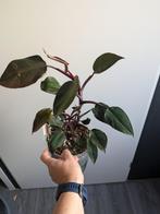 Philodendron Red Emerald, Ophalen of Verzenden, Halfschaduw, Minder dan 100 cm