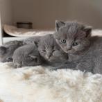 4 schattige Britse Korthaar x Blauwe Rus kittens te koop, Meerdere dieren, Ontwormd