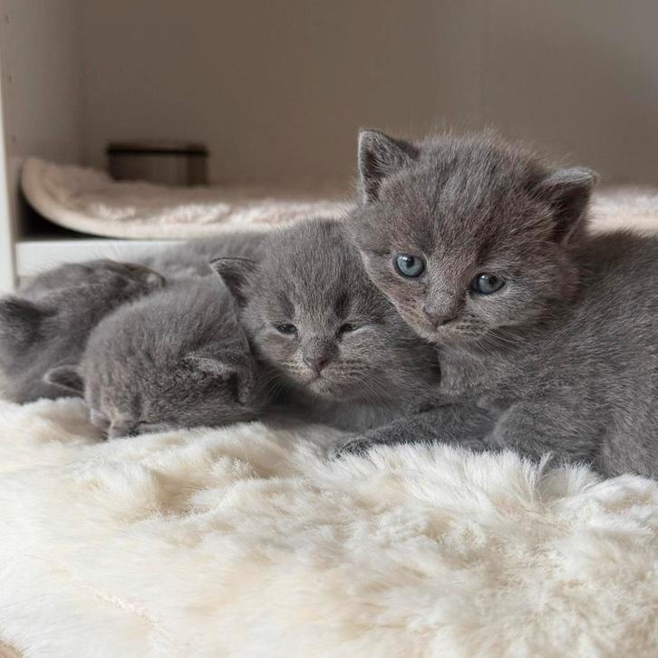 2 schattige Britse Korthaar x Blauwe Rus kittens te koop, Dieren en Toebehoren, Katten en Kittens | Raskatten | Korthaar, Meerdere dieren