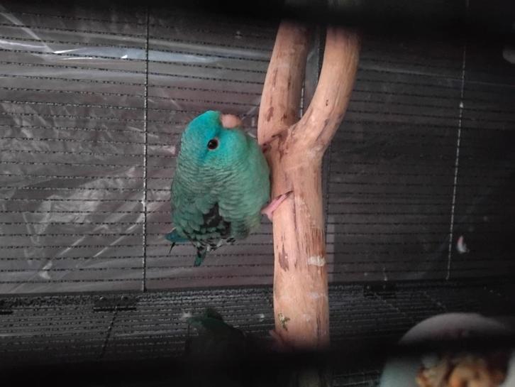 Jonge catharina parkieten, Dieren en Toebehoren, Vogels | Parkieten en Papegaaien, Parkiet, Geslacht onbekend, Tam, Geringd