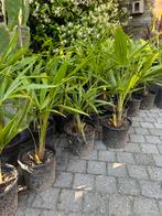 Palm in pot Trachycarpus Fortunei, Tuin en Terras, Planten | Tuinplanten, Ophalen, Bloeit niet, Overige soorten, Volle zon