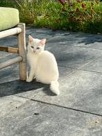 Mooie speelse kittens, Dieren en Toebehoren, Katten en Kittens | Overige Katten, Meerdere dieren, 0 tot 2 jaar