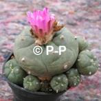 Mooiste Peyote Cactus met paarsroze bloemen ! L. jourdaniana, Verzenden, Cactus, Volle zon, Minder dan 100 cm