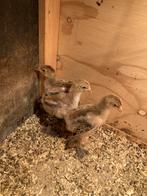 Mooie brahma haantjes, Dieren en Toebehoren, Pluimvee, Mannelijk, Kip