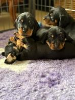 Standaard Ruwhaar Teckel pups met FCI stamboom, Dieren en Toebehoren, Honden | Teckels en Dashonden, 8 tot 15 weken, Teef, Meerdere