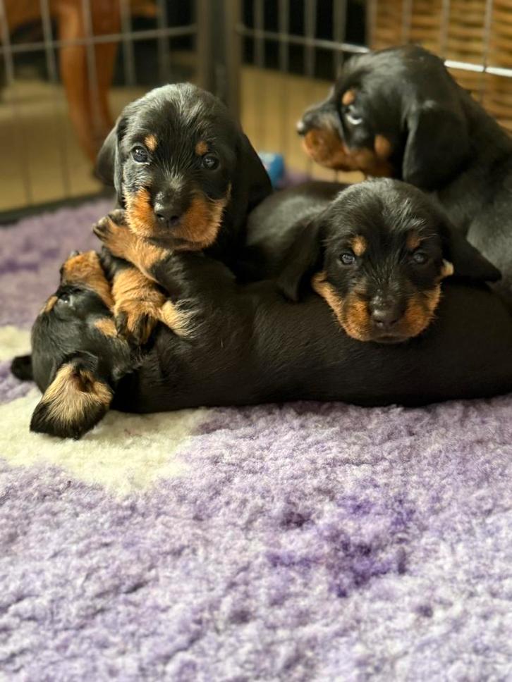 Standaard Ruwhaar Teckel pups met FCI stamboom, Dieren en Toebehoren, Honden | Teckels en Dashonden, Teef, Ruwhaar, Standaard