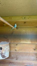 Grasparkieten tekoop, Meerdere dieren, Kleurkanarie