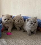 Schattige Britse korthaar kittens, Dieren en Toebehoren, Katten en Kittens | Raskatten | Korthaar, Meerdere dieren, Ontwormd, 0 tot 2 jaar