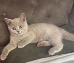 Leuk, mooi en super lief Britse Korthaar kitten😻, Dieren en Toebehoren, Katten en Kittens | Raskatten | Korthaar, Kater, Gechipt