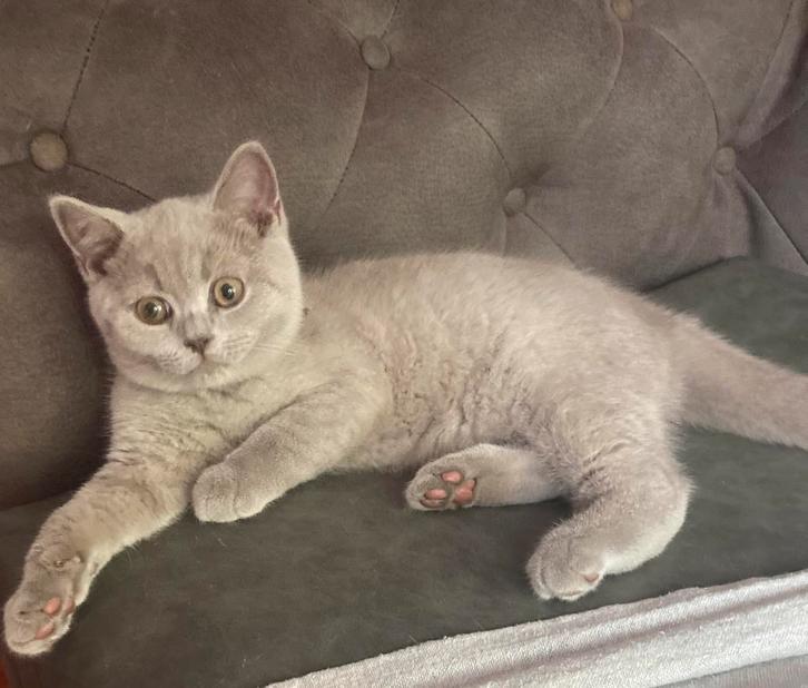 Leuk, mooi en super lief Britse Korthaar kitten😻, Dieren en Toebehoren, Katten en Kittens | Raskatten | Korthaar, Kater, 0 tot 2 jaar