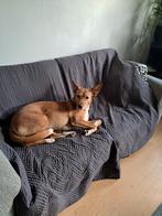 Honden oppas, Ophalen of Verzenden