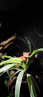 Crested gecko / Wimper Gekko, Overige soorten, Met terrarium, 0 tot 2 jaar