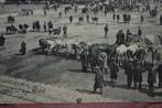 frankrijk 1911 le mans vee runderen koeien veemarkt, Verzamelen, Ansichtkaarten | Themakaarten, Gelopen, Ophalen, Voor 1920
