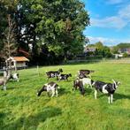 Geiten lammeren, Nederlandse Bonte Geit, Dieren en Toebehoren, Schapen, Geiten en Varkens, Meerdere dieren, Geit