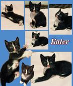 Kittens zoeken een huisje! GERESERVEERD ONDER VOORBEHOUD, Meerdere dieren, Kortharig, 0 tot 2 jaar