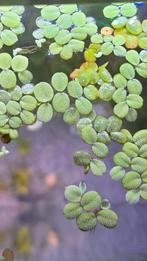Drijfplant aquarium, Dieren en Toebehoren, Ophalen, Zo goed als nieuw, Plant(en), Steen of Hout