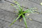 Carex., Ophalen, Siergrassen, Halfschaduw