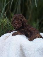 Dwergpoedel x toypoedel, Poedel, CDV (hondenziekte), 8 tot 15 weken, Teef