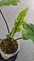 Alocasia Jacklyn, Ophalen of Verzenden, Halfschaduw, Minder dan 100 cm
