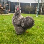 Prachtige USA zijdehoen haan, Dieren en Toebehoren, Pluimvee, Mannelijk, Kip