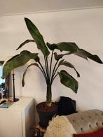 Strelitzia Nicolai, Huis en Inrichting, Kamerplanten, Ophalen of Verzenden, Overige soorten