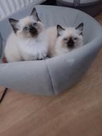 Ragdoll kitten, Dieren en Toebehoren, Katten en Kittens | Raskatten | Korthaar, Kater