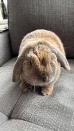 Lief NDH konijn ram, Dieren en Toebehoren, Konijnen, Mannelijk, Middelgroot, Hangoor, 0 tot 2 jaar