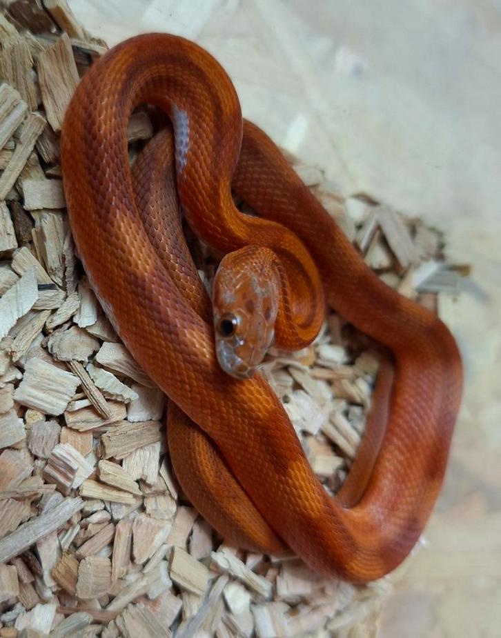 Bloodred (Pied) Rattenslangen NK25