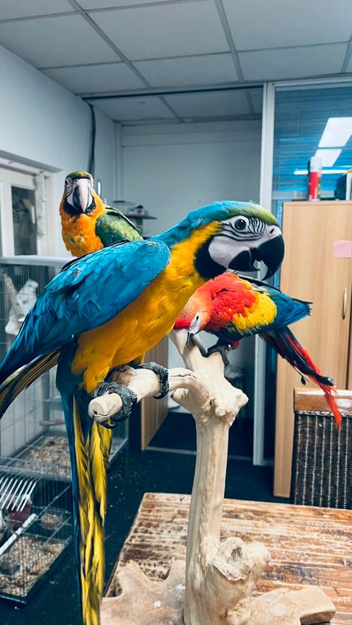 Blauw Gele Ara Süper tamme 2025, Dieren en Toebehoren, Vogels | Parkieten en Papegaaien, Papegaai, Meerdere dieren, Pratend, Tam