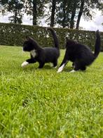 lieve zwart-witte kittens, Dieren en Toebehoren, Katten en Kittens | Overige Katten, Poes