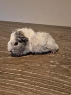 Te koop Cavia zeugje 12-2-26 geboren, Dieren en Toebehoren, Knaagdieren, Cavia, Februari, Vrouwelijk, Tam