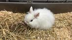 Lieve Loffelohr konijn, Juli, Meerdere dieren, Overige typen, Tam