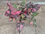 Philodendron Pink Princess Marble XXXL p25