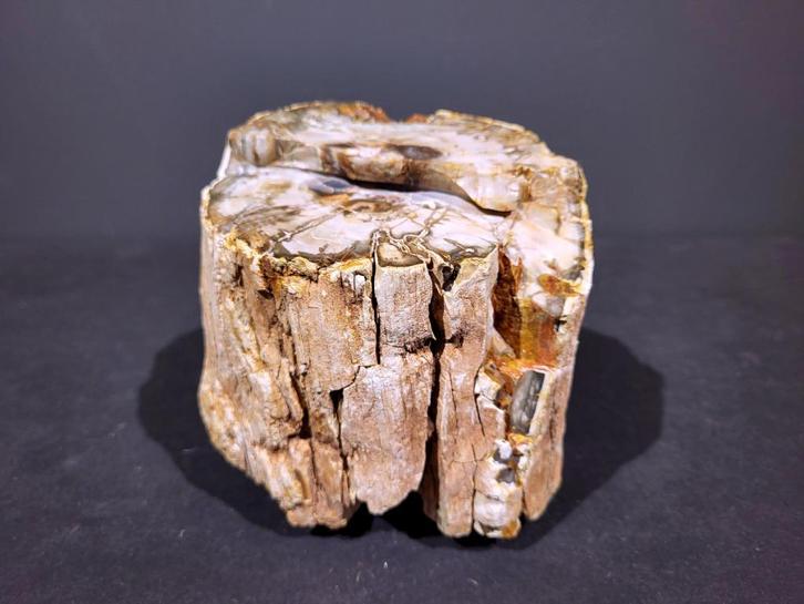 Versteend hout, tussen de 10,- en 20,- euro per stuk, Verzamelen, Mineralen en Fossielen, Mineraal, Ophalen