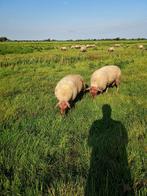 rouge de l,quest rammen, Dieren en Toebehoren, Mannelijk, Schaap, 0 tot 2 jaar