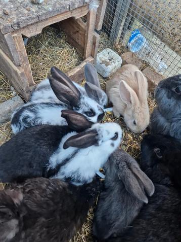 Baby duitse reuzen X lotharinger zoeken een goed huisje! beschikbaar voor biedingen